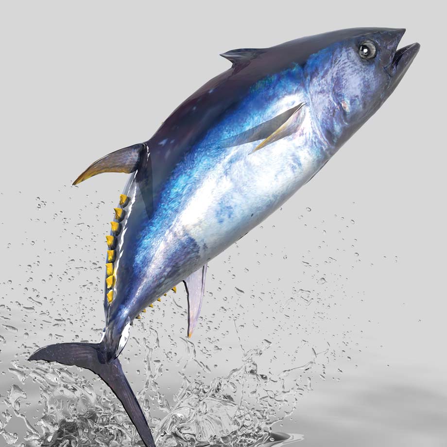 Linea Tonno Yellowfin